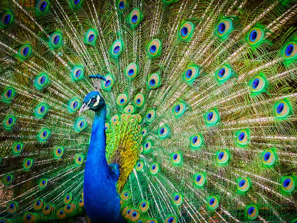 Ein Pfau schlägt ein Rad