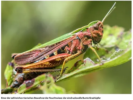 Grashüpfer