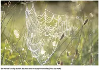 Spinnennetz