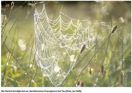 Spinnennetz