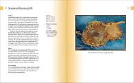 Farbe. Der Guide für Design und Kunst_Seite 120/121