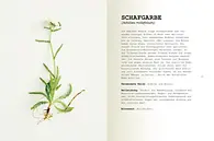 Wilpflanzen essen_Schafgarbe