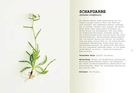Wilpflanzen essen_Schafgarbe