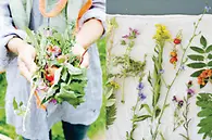 Wildpflanzen essen_Wildkräuter