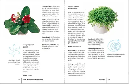 Positive Energie mit Zimmerpflanzen - 86 Energiepflanzen fr mehr Kraft,  Harmonie und innere Ruhe" von Eva Katharina Hoffmann - 2019