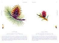 Seeds_ Cruschiform_S.50-51