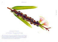 Seeds_ Cruschiform_S.56-57