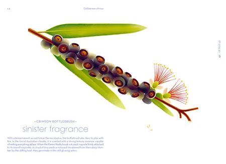 Seeds_ Cruschiform_S.56-57