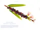 Seeds_ Cruschiform_S.56-57